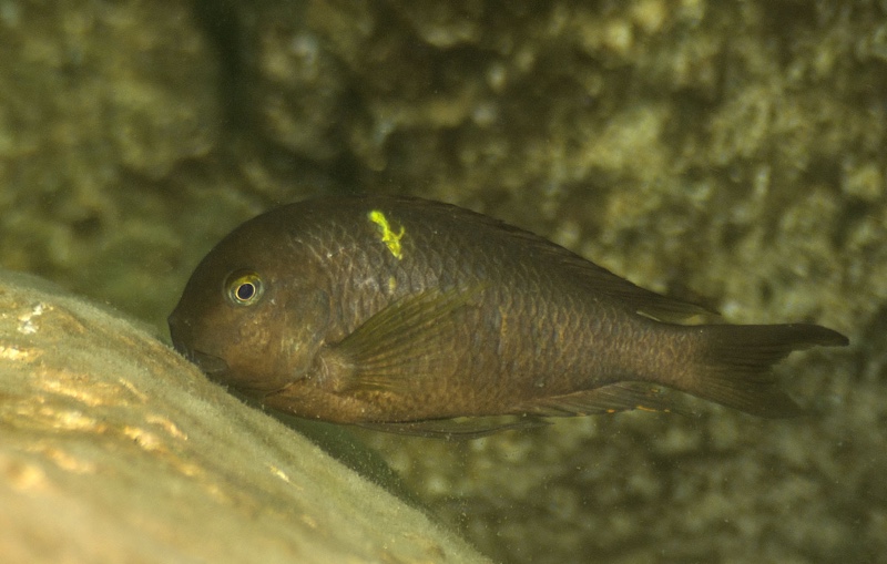 Tropheus sp. 'lukuga' Titcha